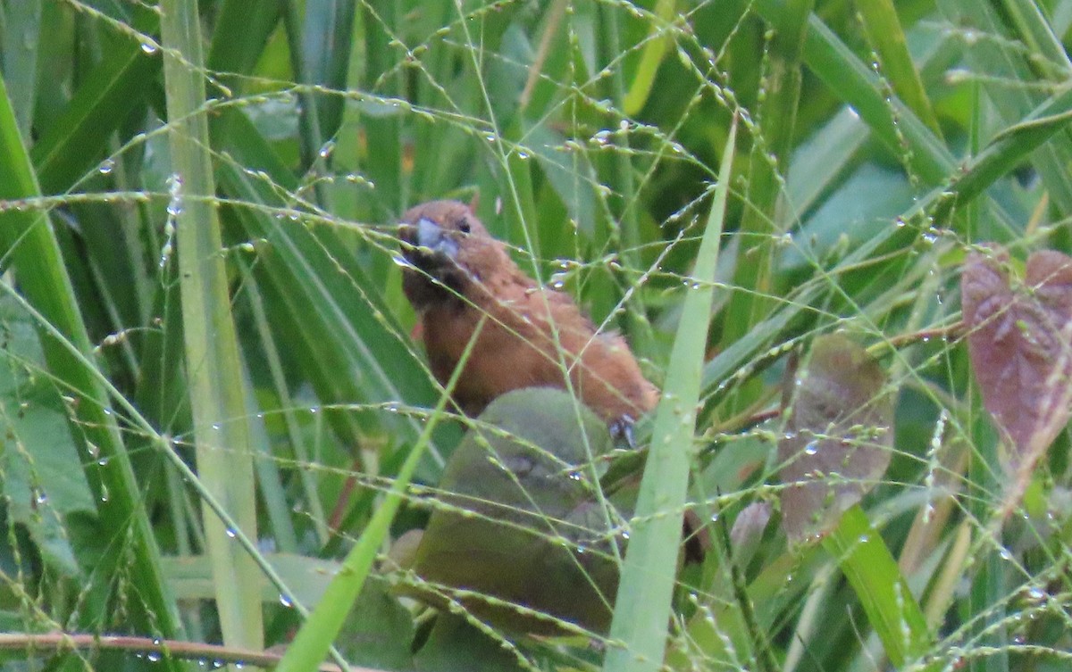 Ruddy-breasted Seedeater - ML643569724