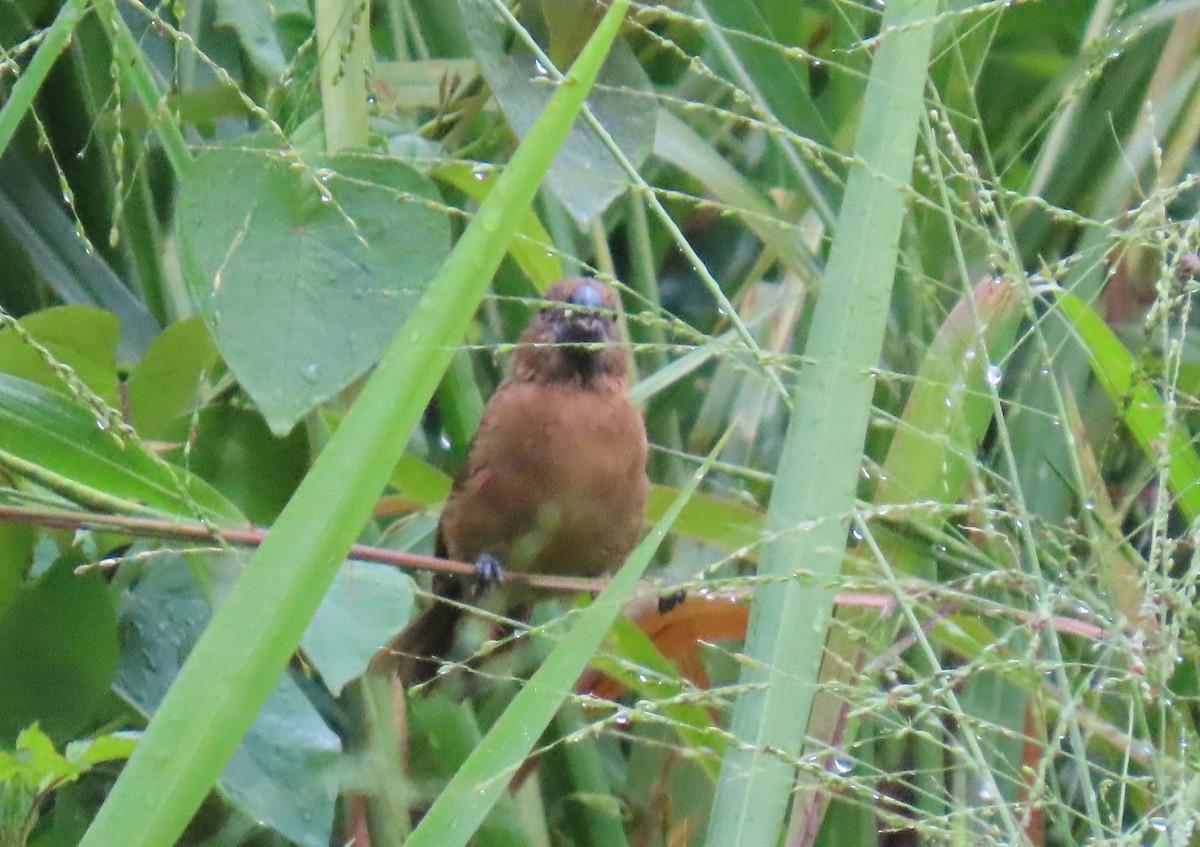 Ruddy-breasted Seedeater - ML643569725