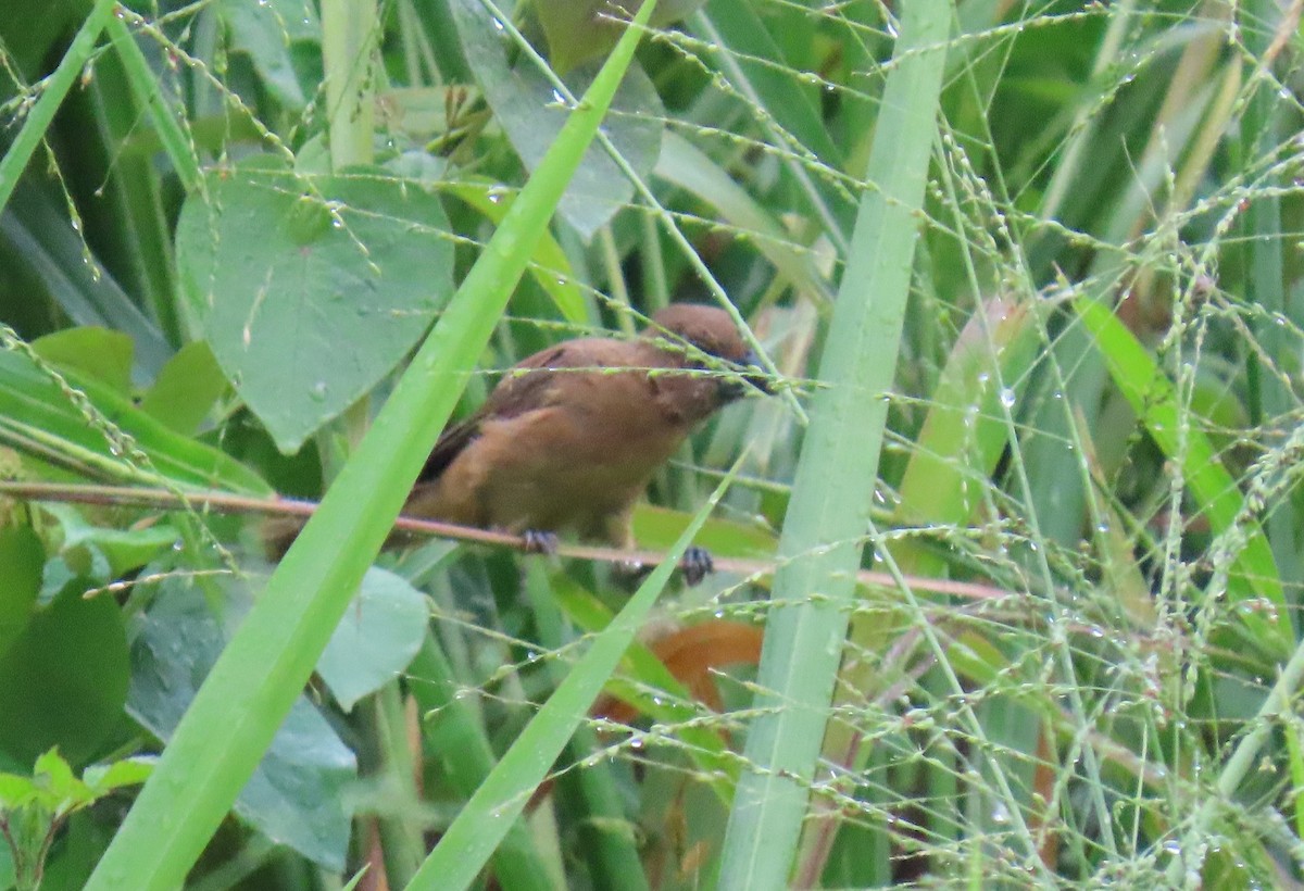 Ruddy-breasted Seedeater - ML643569726