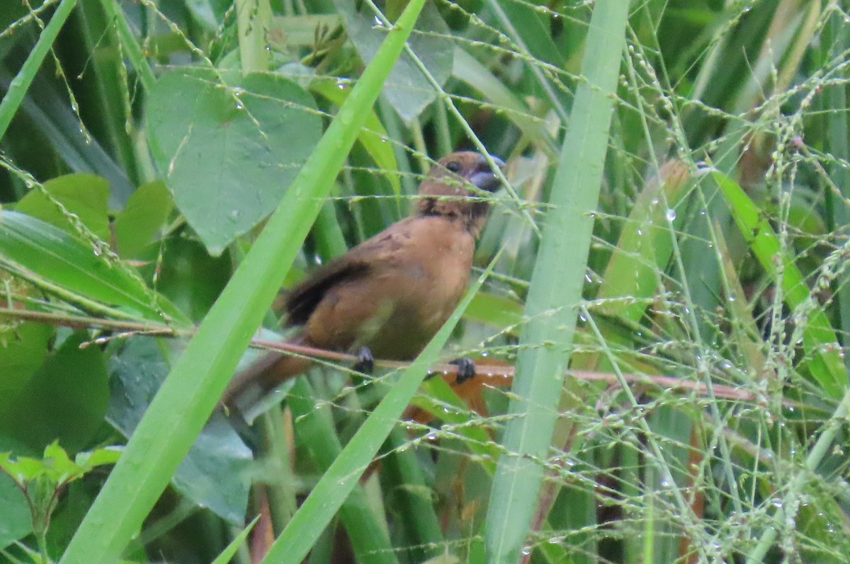 Ruddy-breasted Seedeater - ML643569727