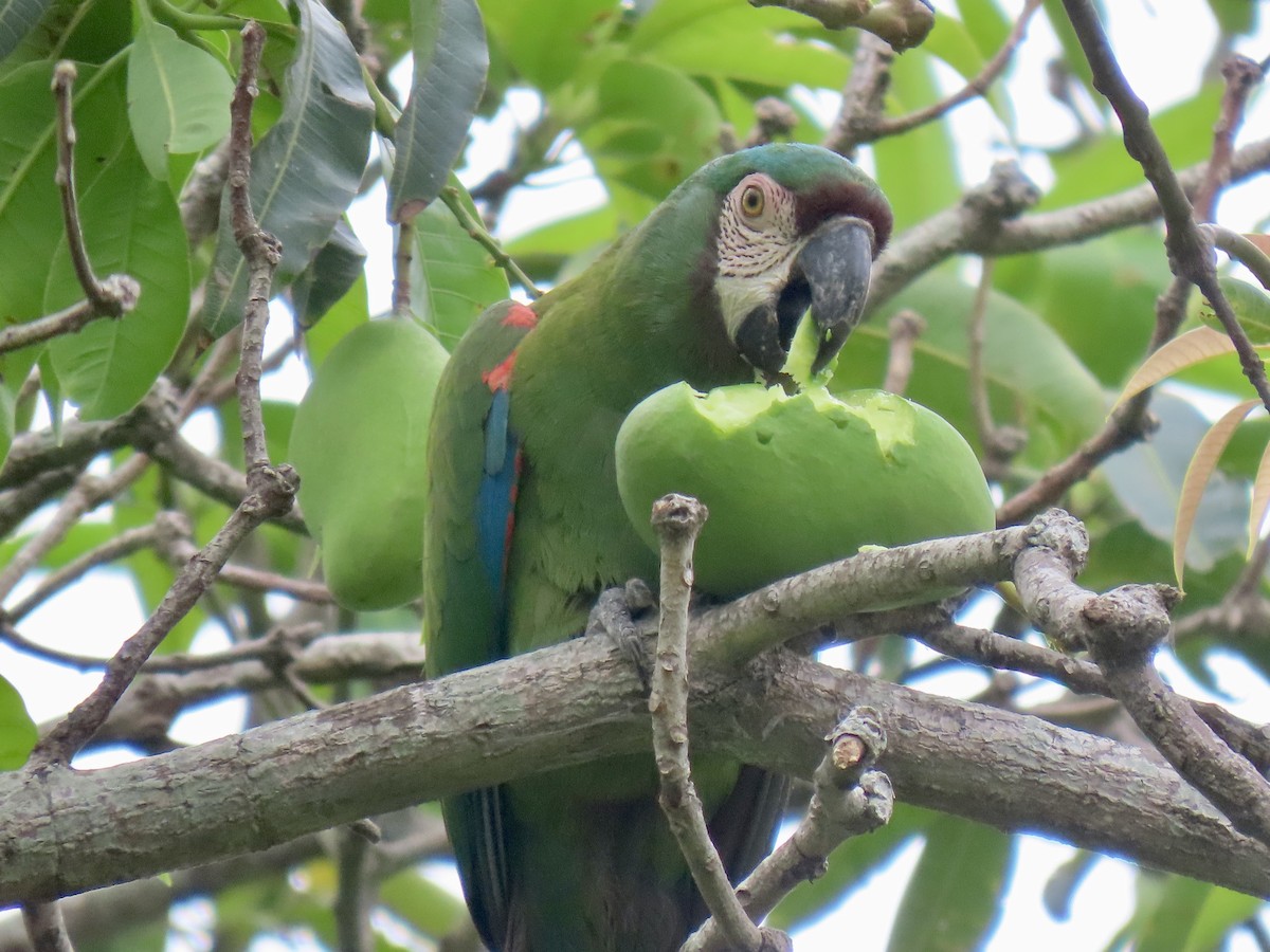 Chestnut-fronted Macaw - ML643569734