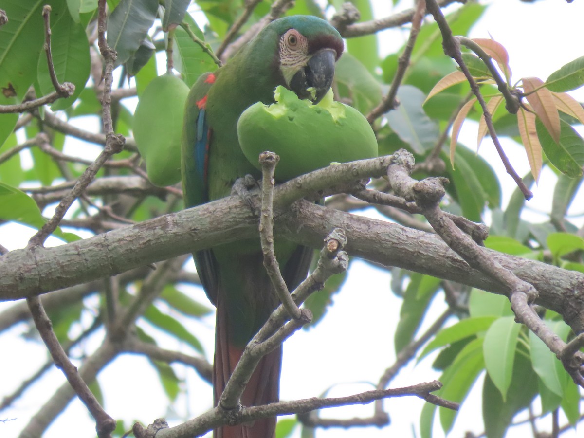 Chestnut-fronted Macaw - ML643569735