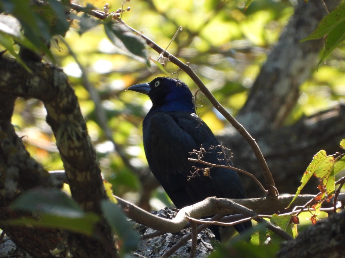 Common Grackle - ML643569739