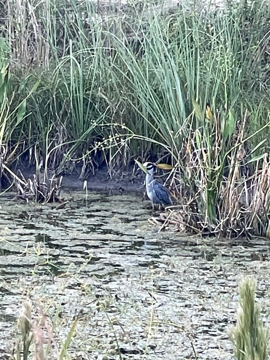 Yellow-crowned Night Heron - ML643569742