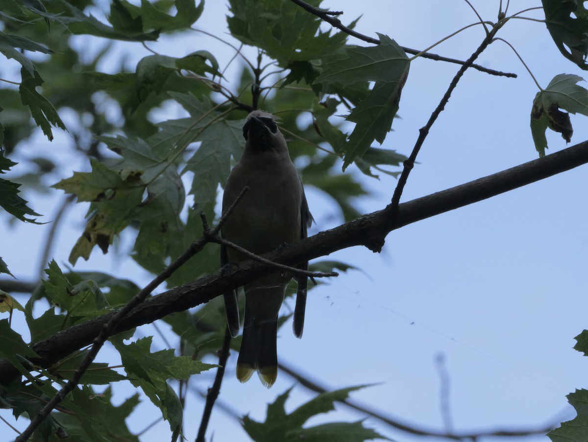 Cedar Waxwing - ML643569752