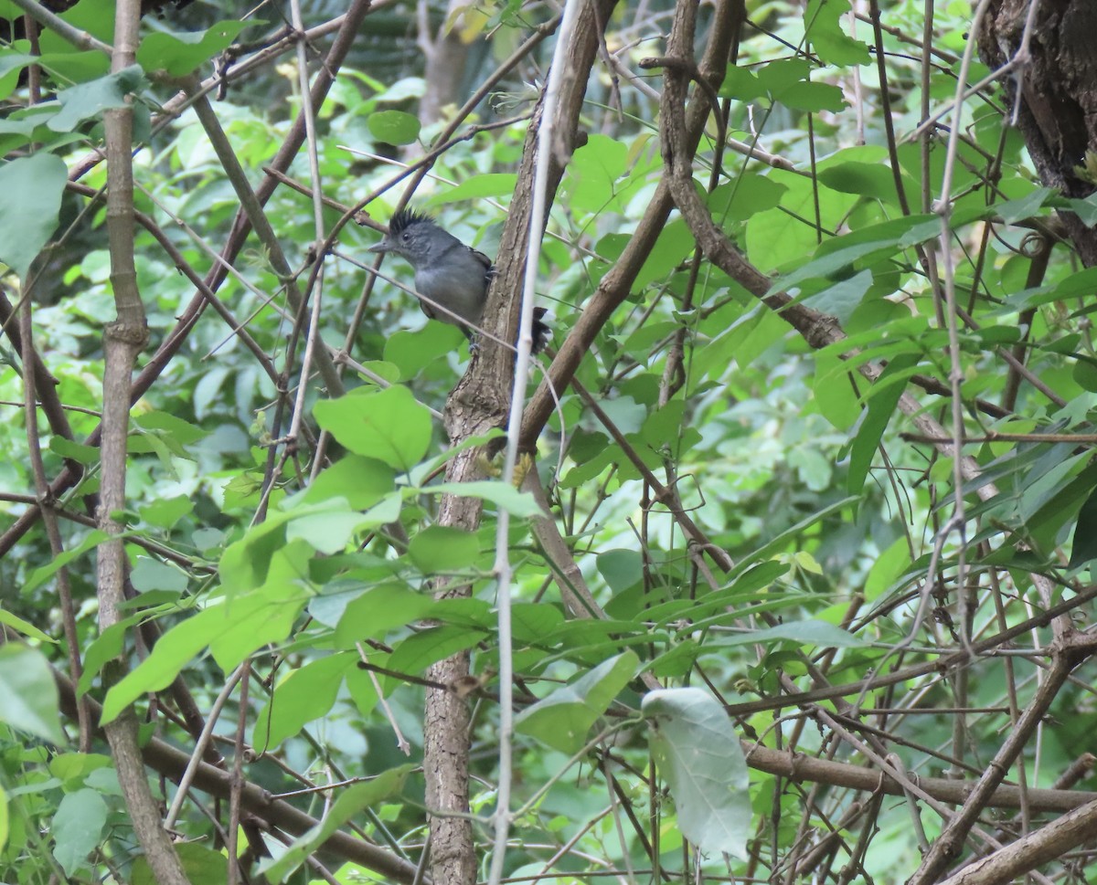 Bolivian Slaty-Antshrike - ML643569754