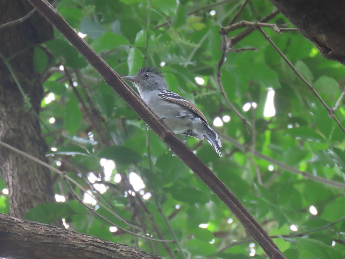 Bolivian Slaty-Antshrike - ML643569755