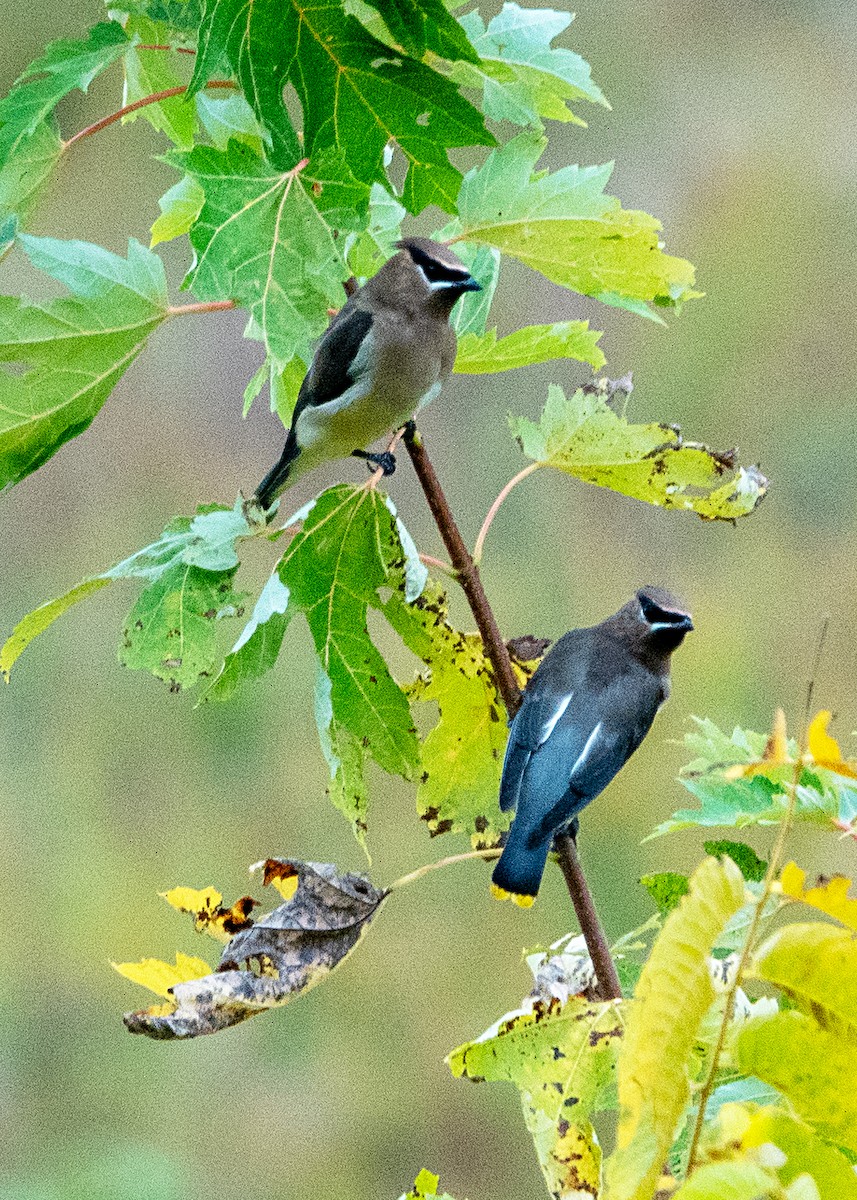 Cedar Waxwing - ML643569758