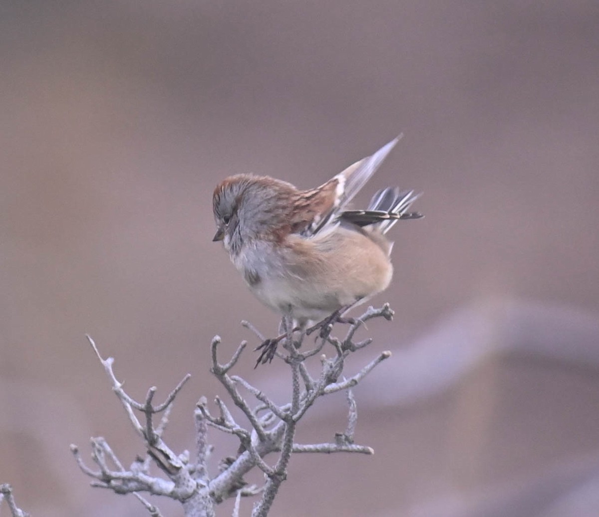 American Tree Sparrow - ML643569763