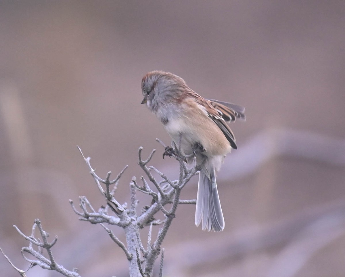 American Tree Sparrow - ML643569764