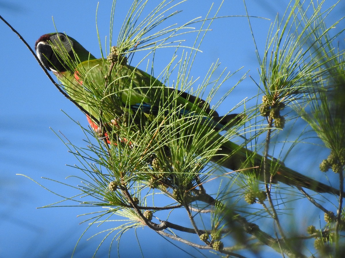 Chestnut-fronted Macaw - ML643569766