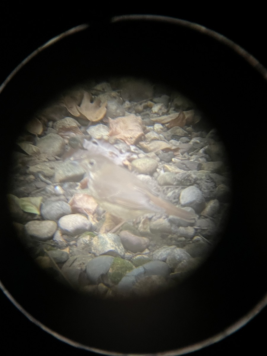 Hermit Thrush - ML643569797