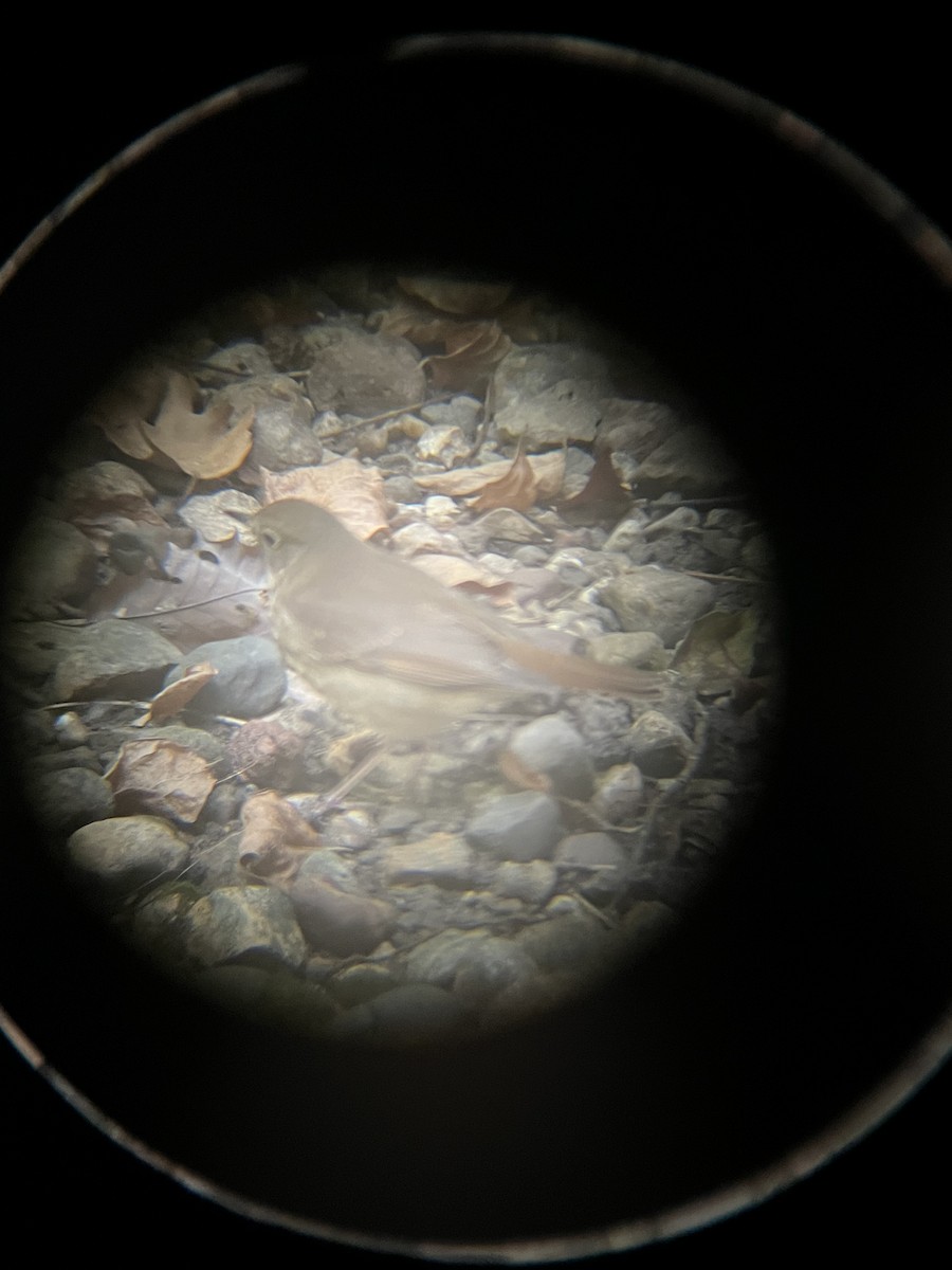 Hermit Thrush - ML643569798