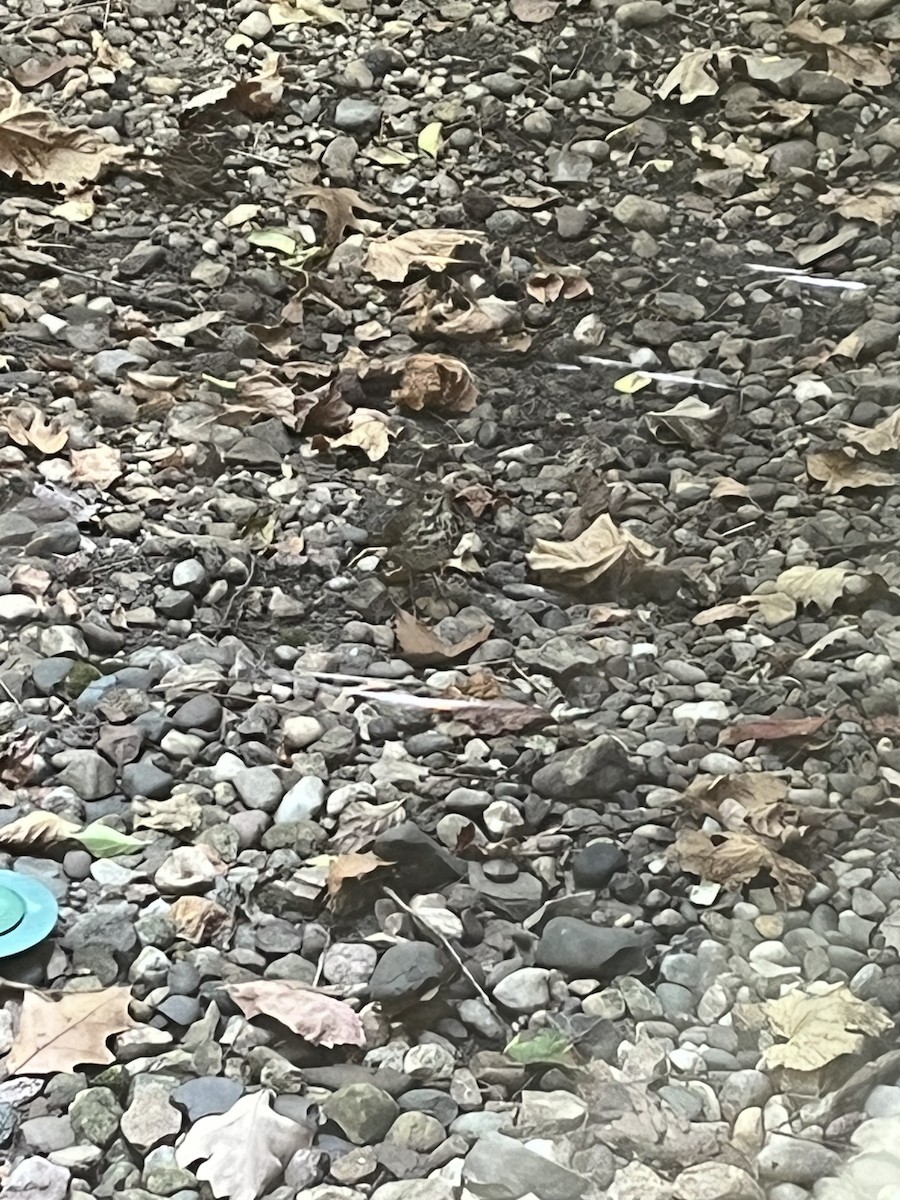 Hermit Thrush - ML643569799