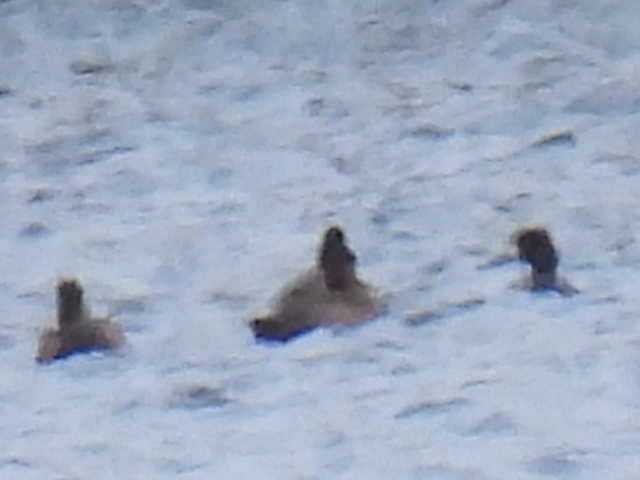 ringand - ML643569802