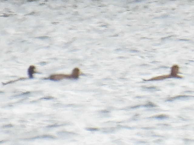 ringand - ML643569803