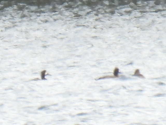 ringand - ML643569805