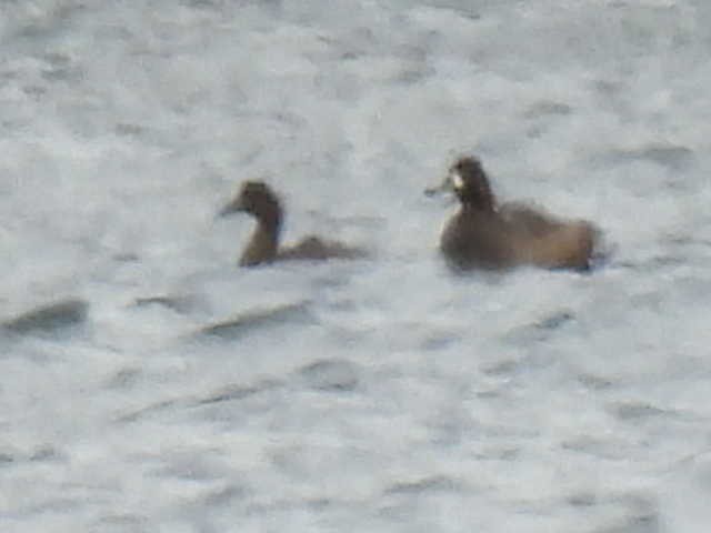 ringand - ML643569806