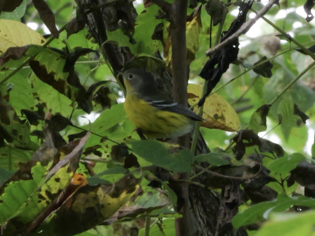 Magnolia Warbler - ML643569811