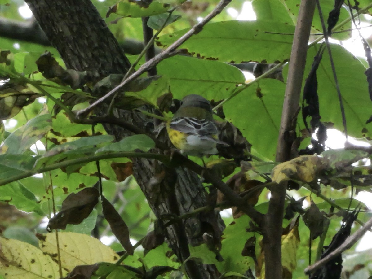 Magnolia Warbler - ML643569812