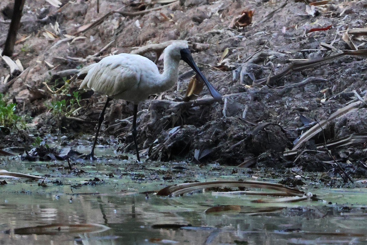 Royal Spoonbill - ML643569826