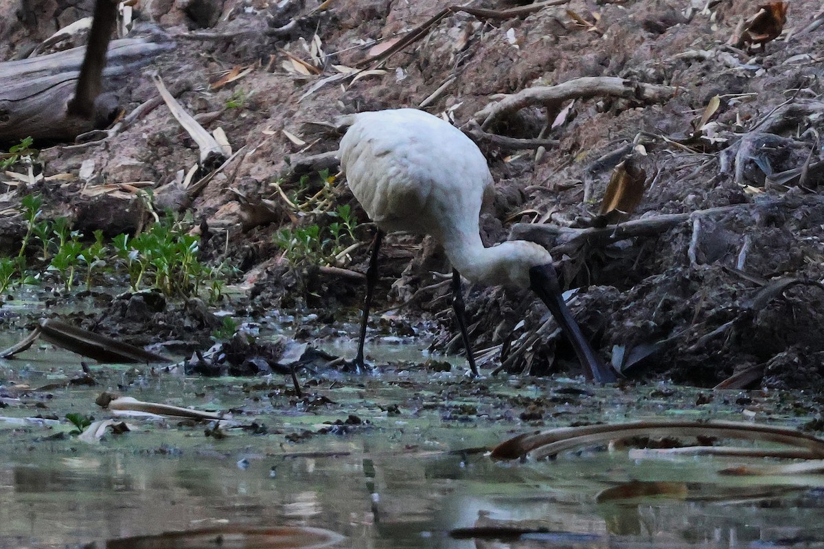 Royal Spoonbill - ML643569827