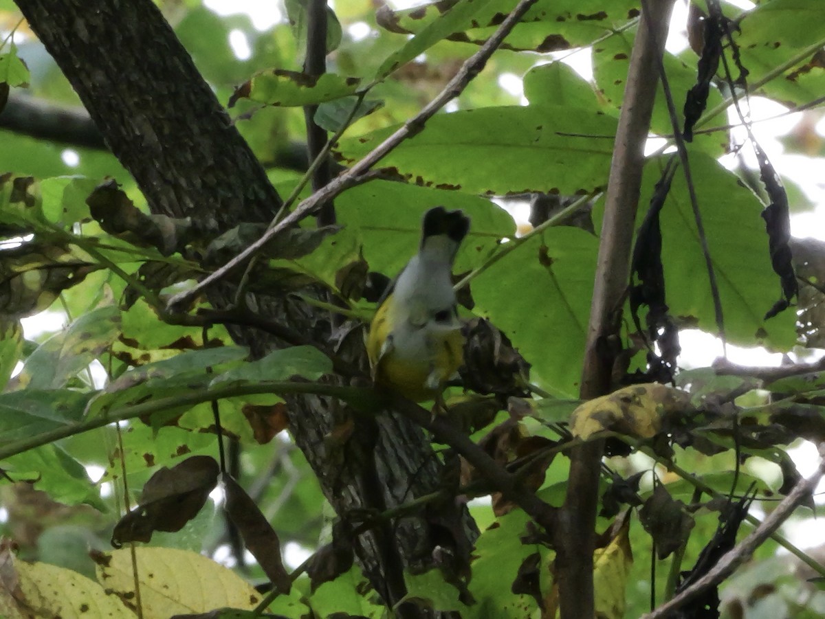 Magnolia Warbler - ML643569828