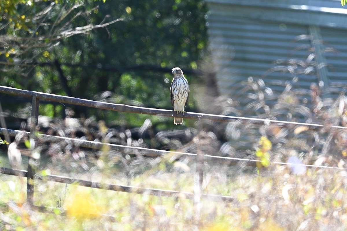 Red-shouldered Hawk - ML643569847