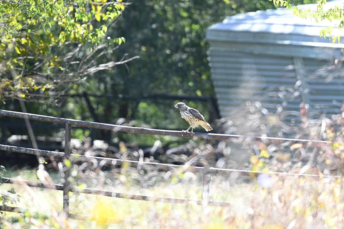 Red-shouldered Hawk - ML643569848