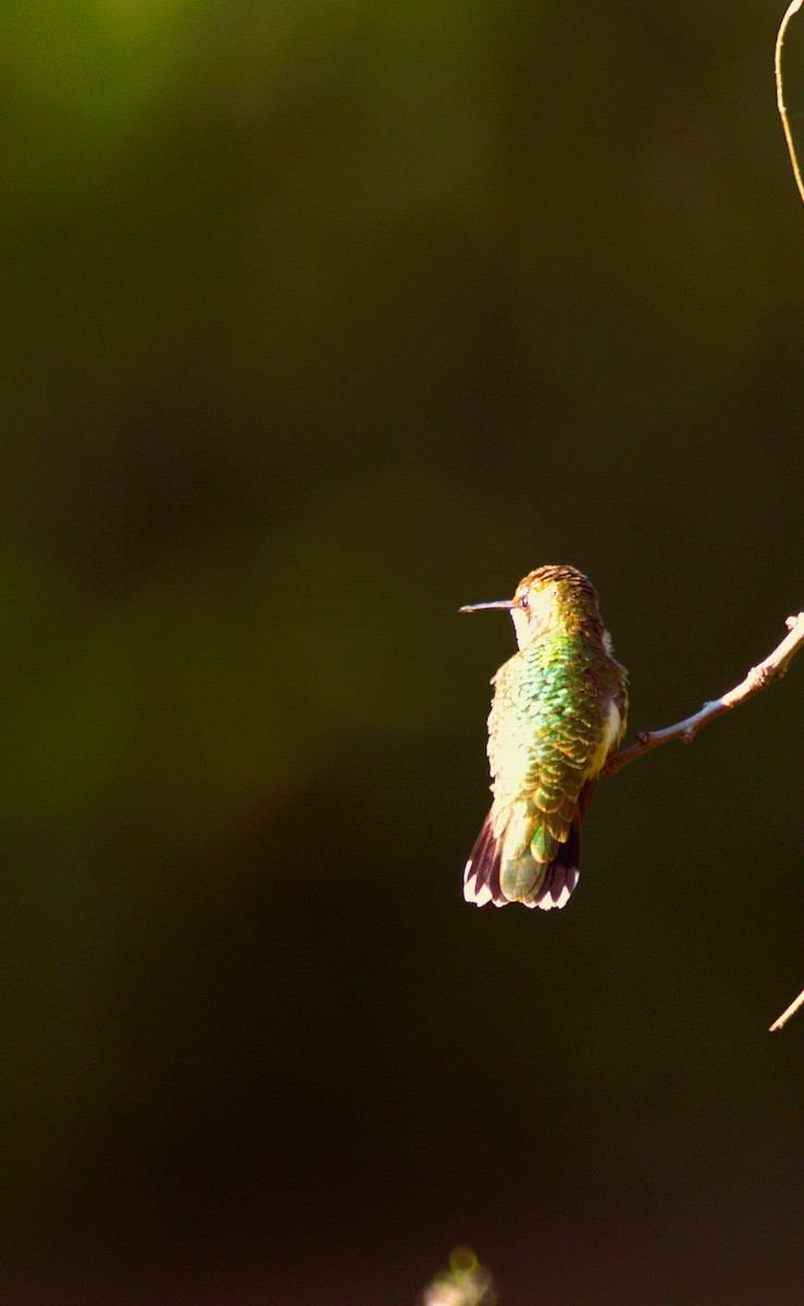Plain-capped Starthroat - ML643569851
