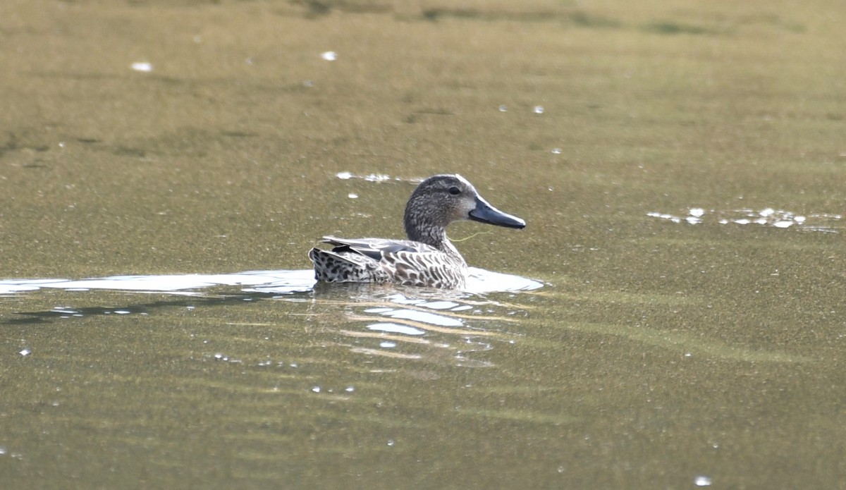 Blue-winged Teal - ML643569857