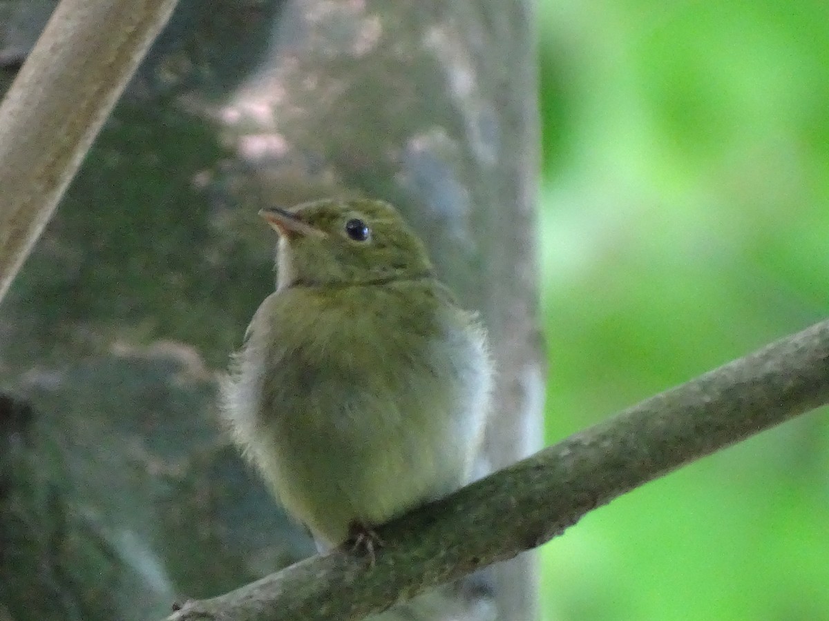 gullhodemanakin - ML643569858