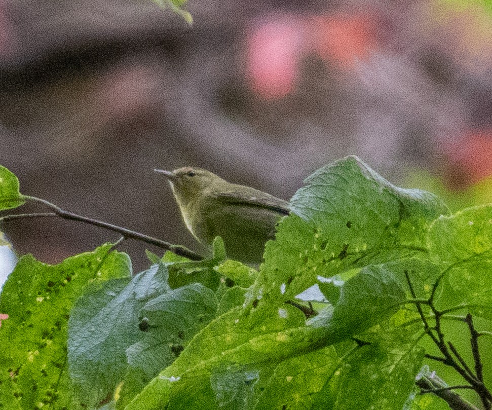 Tennessee Warbler - ML643569861