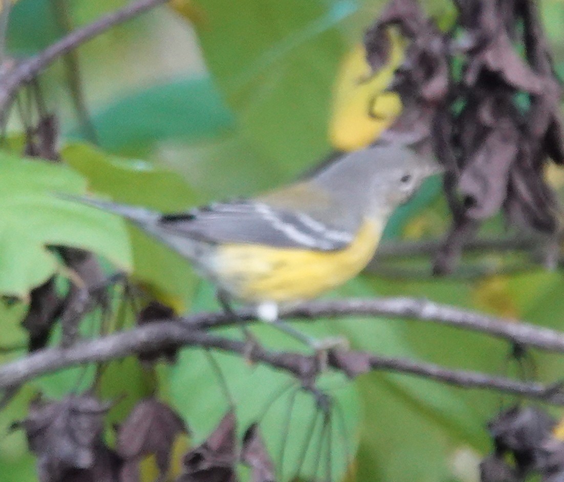 Magnolia Warbler - ML643569864