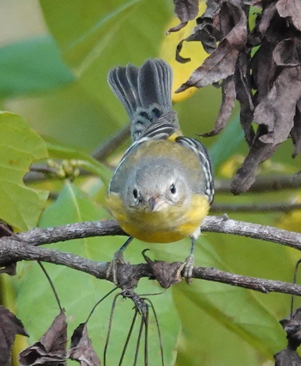 Magnolia Warbler - ML643569865
