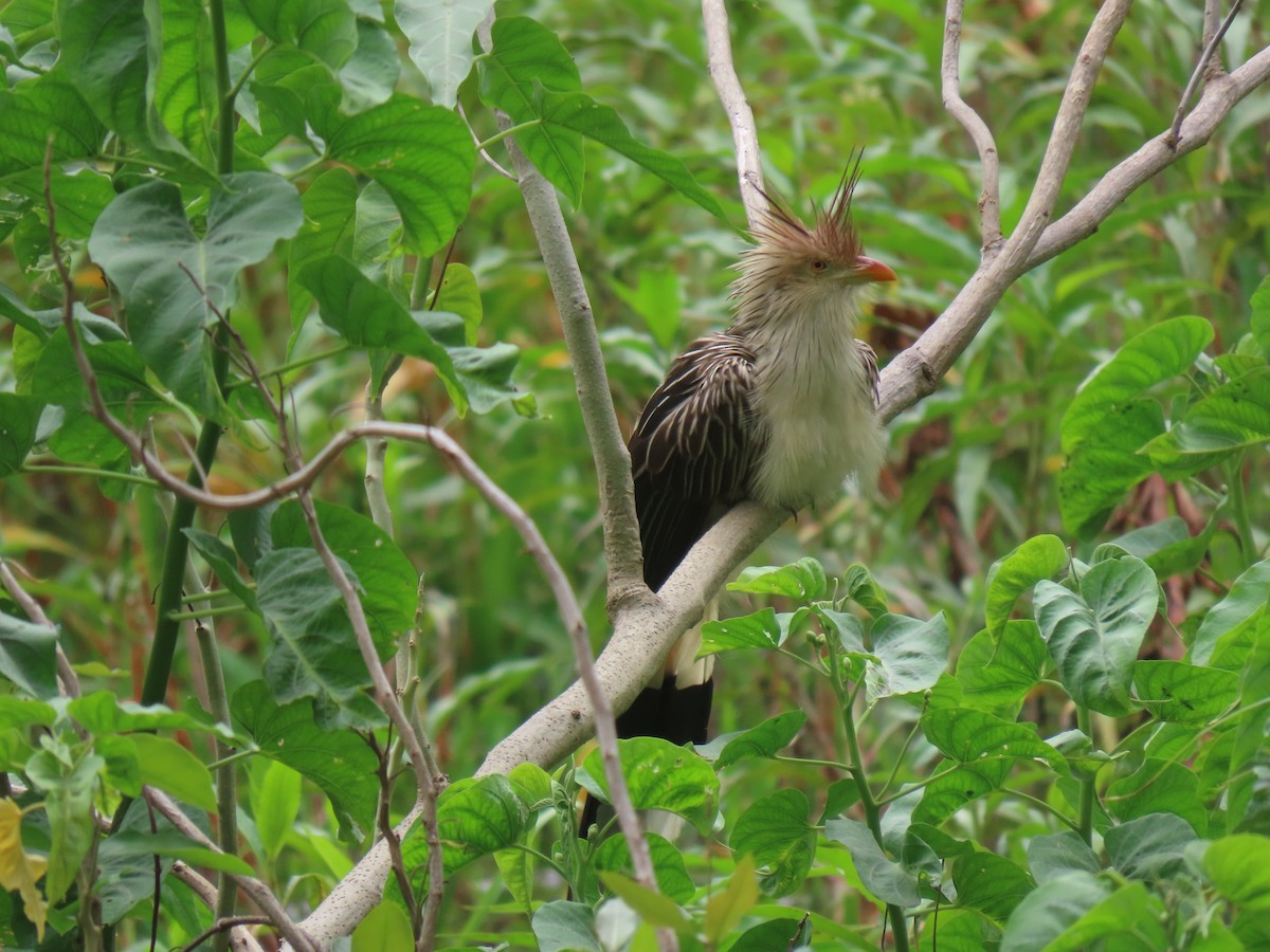 Guira Cuckoo - ML643569866