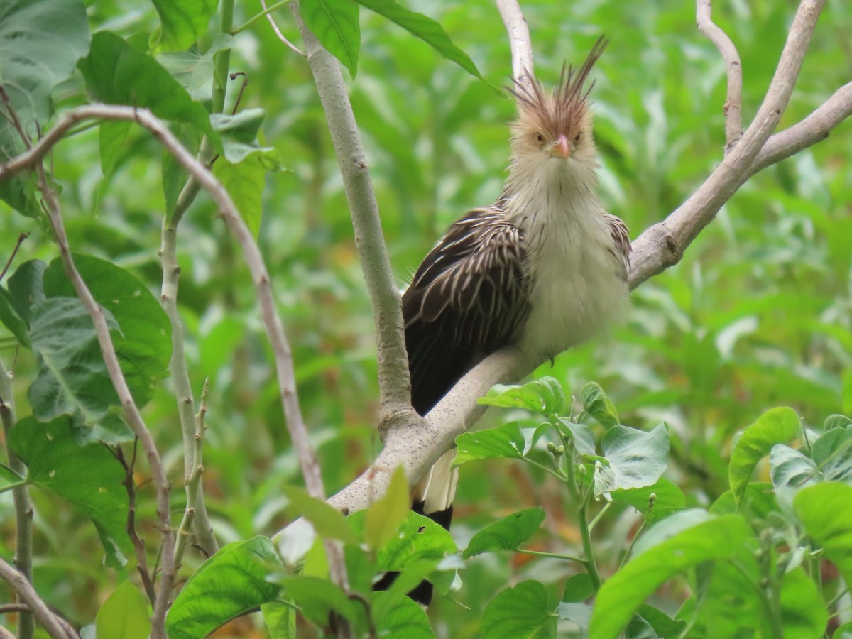 Guira Cuckoo - ML643569867