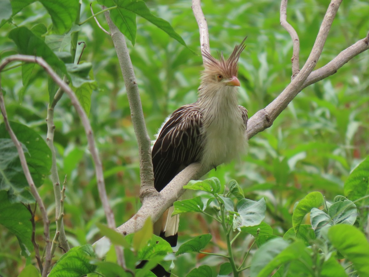 Guira Cuckoo - ML643569868