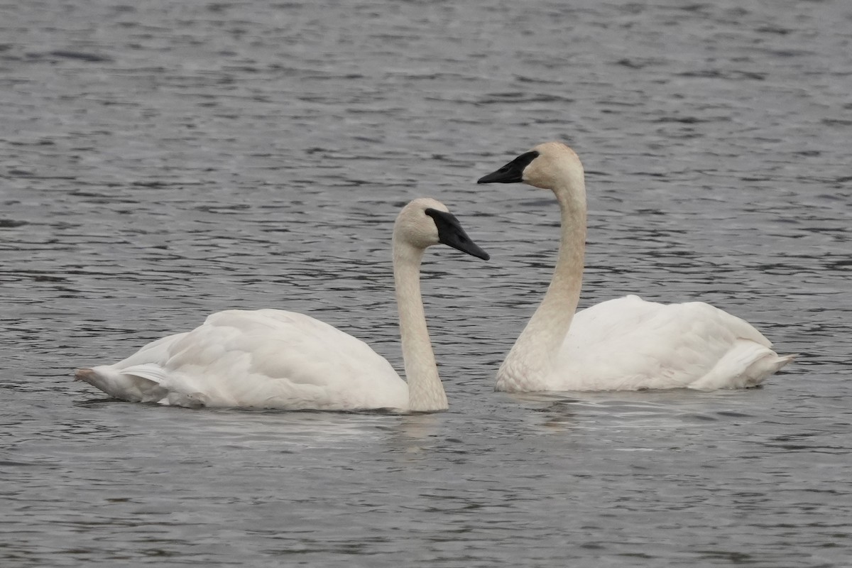 Trumpeter Swan - ML643569875
