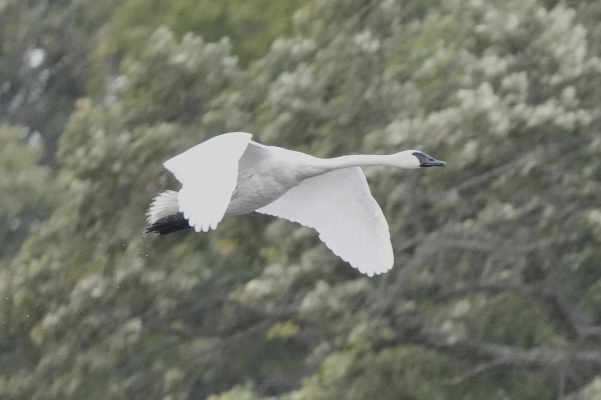 Trumpeter Swan - ML643569876