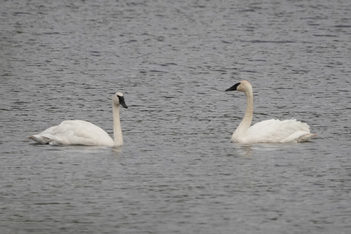 Trumpeter Swan - ML643569877