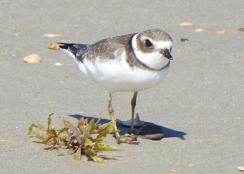 Semipalmated Plover - ML643569881