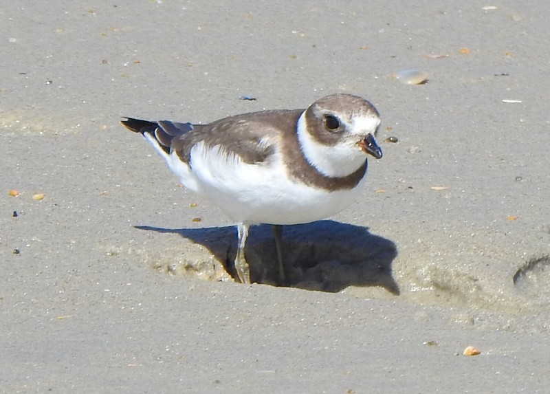 Semipalmated Plover - ML643569882