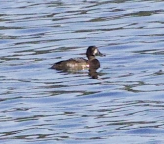 Lesser Scaup - ML643569886