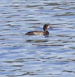 Lesser Scaup - ML643569887