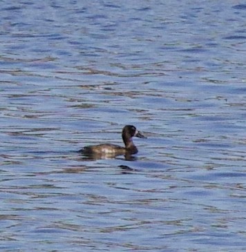 Lesser Scaup - ML643569888