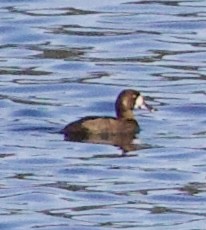Lesser Scaup - ML643569889