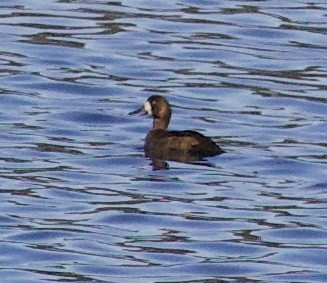 Lesser Scaup - ML643569890