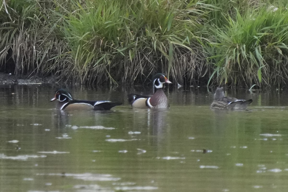 Wood Duck - ML643569913