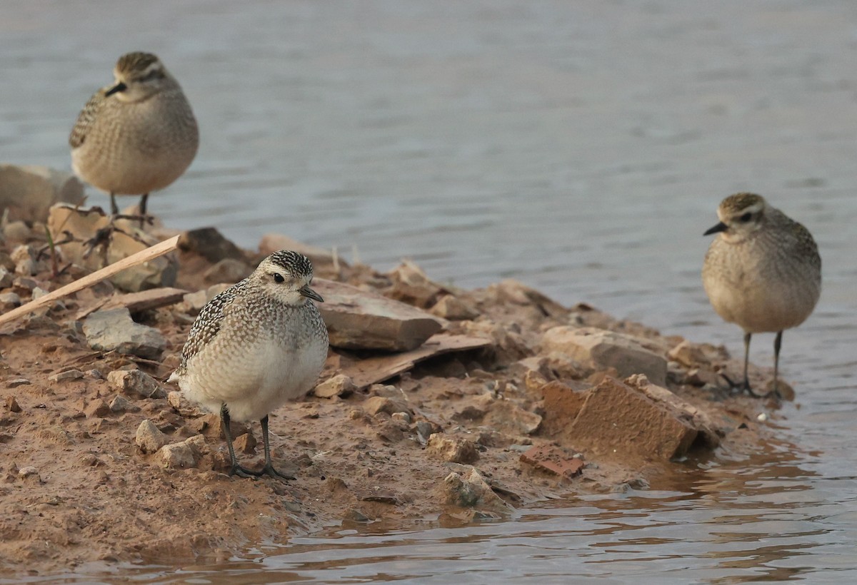 American Golden-Plover - ML643569928